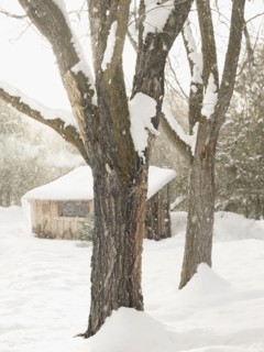 Trees and cabin on snowy day. Photo : John Kelly