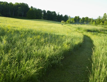 Path mowed through pasture. Photo. John Kelly