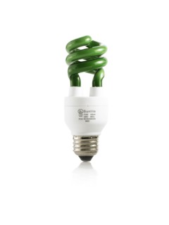 Green light bulb. Photo. David Arky
