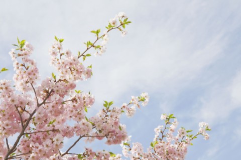Pink cherry tree blossoms. Photo : Chris Hackett