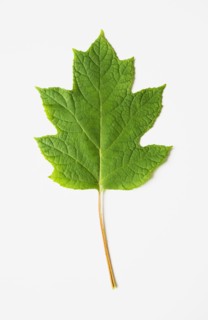 Oak leaf hydrangea. Photo : Chris Hackett
