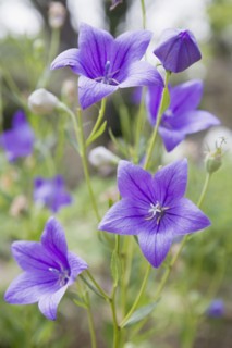 Purple balloon flower. Photo : Chris Hackett
