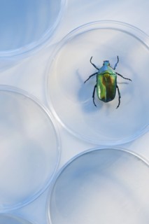 Beetle in Petri dish.