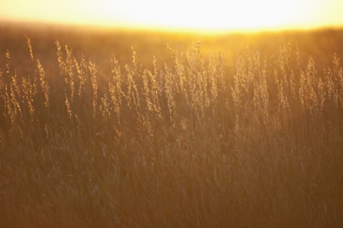 Prairie grass at sunset.