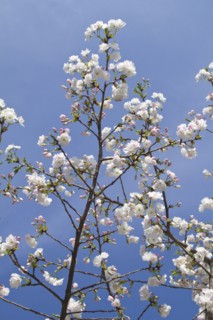 Spring blossom on tree. Photo : Johannes Kroemer