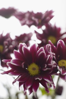 Daisy flower head. Photo : David Engelhardt