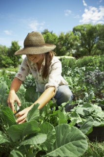 Young woman picking cabbages in field. Photo : Shawn O'Connor