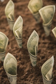 One hundred dollar bills in soil. Photo : Mike Kemp