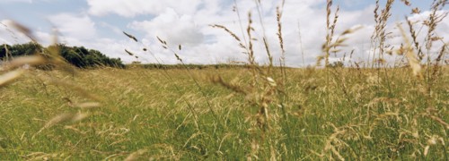 Field of grass. Photo : Fisher Litwin