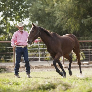 Senior man training horse in ranch. Photo : Mike Kemp