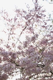Spring blossom on tree. Photo : Johannes Kroemer