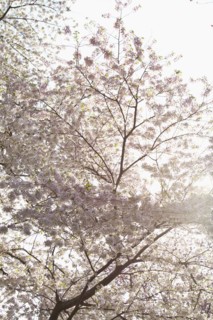 Spring blossom on tree. Photo : Johannes Kroemer