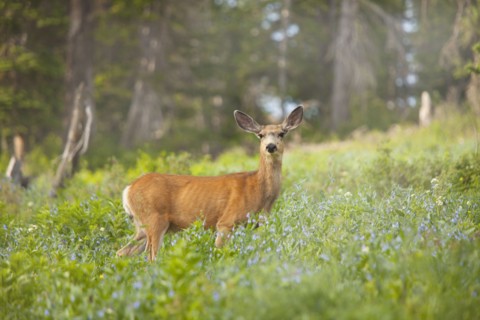 Mule Deer (Odocoileus hemionus) in meadow. Photo : Mike Kemp