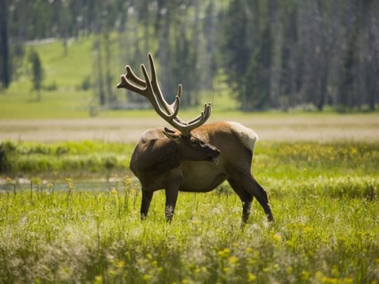 Elk (Cervus canadensis) on grassy field. Photo : Mike Kemp