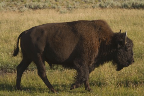 Silhouette of American Bison (Bison bison) on grassy field. Photo : Mike Kemp
