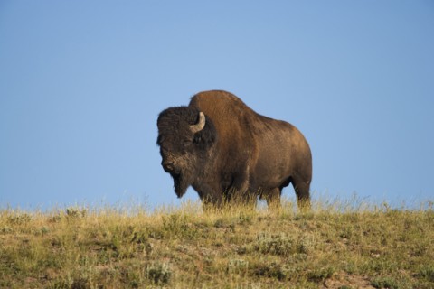 Silhouette of American Bison (Bison bison) on grassy field. Photo : Mike Kemp