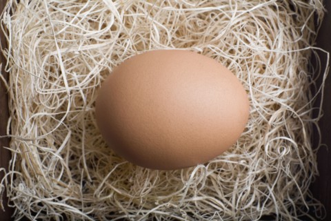 Egg in nest. Photo : David Engelhardt