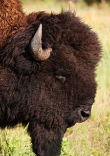 USA, South Dakota, American bison (Bison bison) in Custer State Park, headshot.
