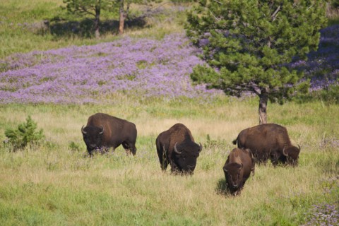 USA, South Dakota, American bison (Bison bison) herd grazing in Custer State Park.