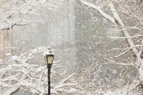 Snow covered tree branches and lamp post, apartment building in background.