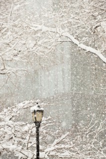 Snow covered tree branches and lamp post, apartment building in background.