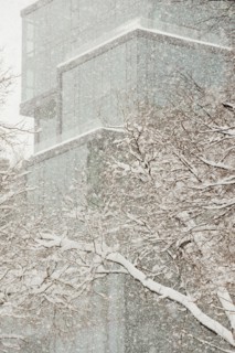 Snow covered tree branches, office building in background.