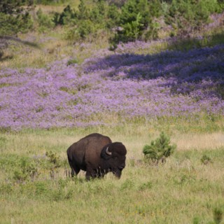 USA, South Dakota, American bison (Bison bison) in Custer State Park.