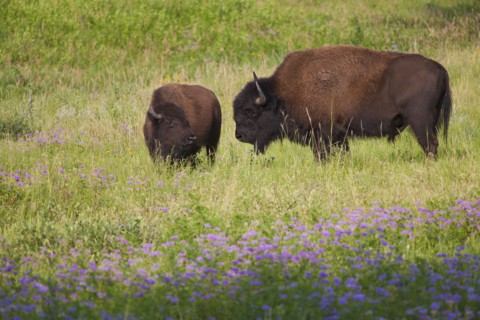 USA, South Dakota, American bison (Bison bison) with calf in Custer State Park.