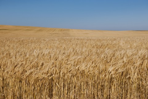 Wheat growing on field .