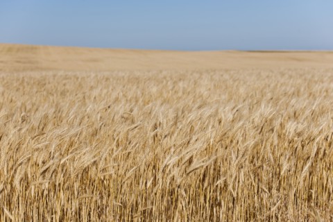 Wheat growing on field .