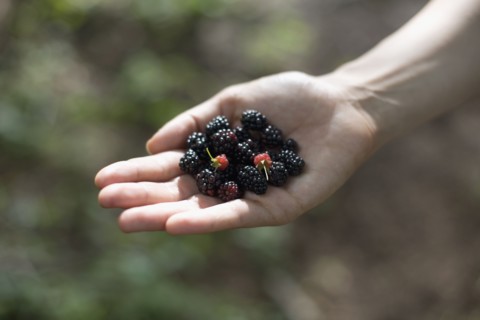 Woman's hand holding blackberries. Photo : David Engelhardt