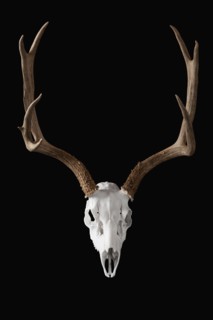 Deer skull on black background. Photo : Mike Kemp