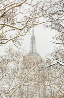 Snow covered tree branches, Empire State Building in background.