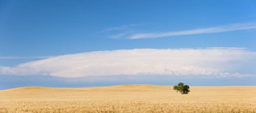Lone tree growing on wheat field.
