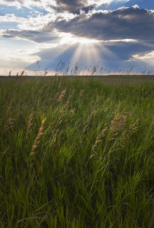 Buffalo Gap National Grasslands, Sunrays shining through clouds over field.