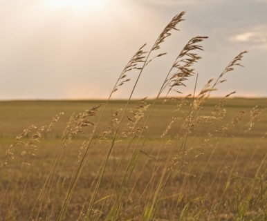 Buffalo Gap National Grasslands, Grass on field.