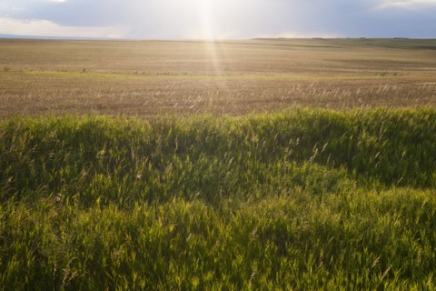 Buffalo Gap National Grasslands, Field at sunset.