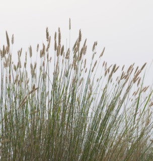 Prairie grass.