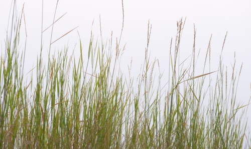 Prairie grass.