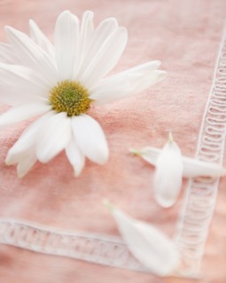 Daisy flower with petals on tablecloth, close-up. Photo : Jamie Grill