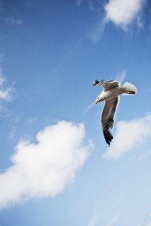 Seagull flying against cloudy sky. Photo : Jon Boyes