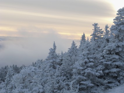 Snow covered forest. Photo : Johannes Kroemer