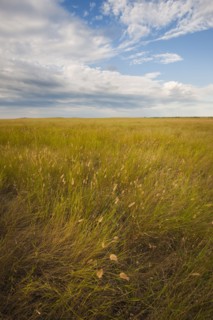 Prairie grass.