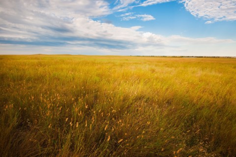 Prairie grass.