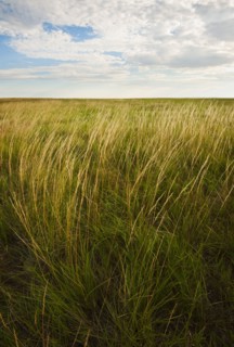 Prairie grass.