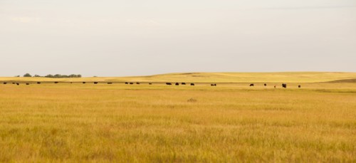 Prairie grass.