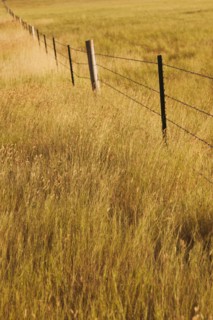 Fence in yellow prairie grass.