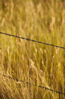 Close-up of barbed wire fence in yellow prairie grass.