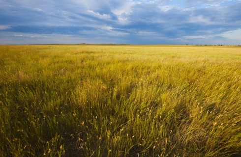 Yellow prairie grass.