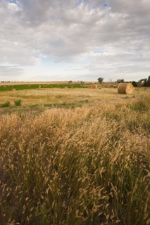 Straw bales on field.